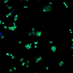 Invitrogen Goat anti-Human IgG (H+L) Cross-Adsorbed Secondary Antibody,
