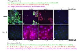 Invitrogen™ Goat anti-Human IgG (H+L) Cross-Adsorbed Secondary Antibody, Alexa Fluor™ Plus 488