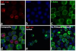 Invitrogen Goat anti-Human IgG (H+L) Cross-Adsorbed Secondary Antibody,