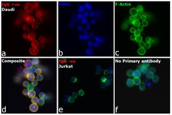 Invitrogen Goat anti-Human IgG (H+L) Cross-Adsorbed Secondary Antibody,