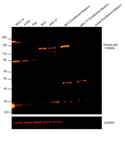 Invitrogen Goat anti-Human IgG (H+L) Cross-Adsorbed Secondary Antibody,
