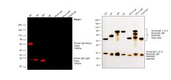 Invitrogen Goat anti-Human IgG (H+L) Cross-Adsorbed Secondary Antibody,