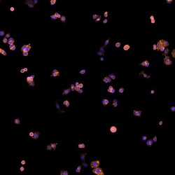 Invitrogen Goat anti-Human IgG (H+L) Cross-Adsorbed Secondary Antibody,