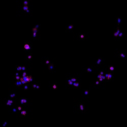 Invitrogen Goat anti-Human IgG (H+L) Cross-Adsorbed Secondary Antibody,