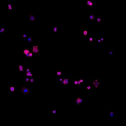 Invitrogen Goat anti-Human IgG (H+L) Cross-Adsorbed Secondary Antibody,