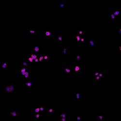 Invitrogen Goat anti-Human IgG (H+L) Cross-Adsorbed Secondary Antibody,