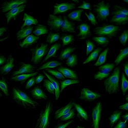 Invitrogen F(ab')2-Goat anti-Rabbit IgG (H+L) Cross-Adsorbed Secondary
