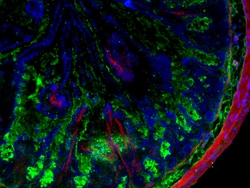 Invitrogen F(ab')2-Goat anti-Rabbit IgG (H+L) Cross-Adsorbed Secondary