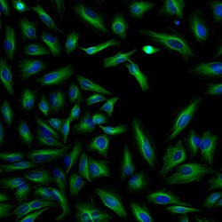 Invitrogen F(ab')2-Goat anti-Rabbit IgG (H+L) Cross-Adsorbed Secondary