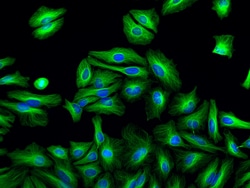 Invitrogen F(ab')2-Goat anti-Rabbit IgG (H+L) Cross-Adsorbed Secondary