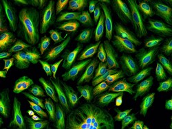 Invitrogen F(ab')2-Goat anti-Rabbit IgG (H+L) Cross-Adsorbed Secondary