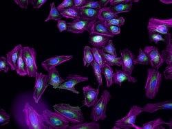 Invitrogen F(ab')2-Goat anti-Rabbit IgG (H+L) Cross-Adsorbed Secondary