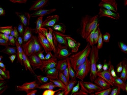 Invitrogen F(ab')2-Goat anti-Rabbit IgG (H+L) Cross-Adsorbed Secondary