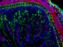 Invitrogen F(ab')2-Goat anti-Rabbit IgG (H+L) Cross-Adsorbed Secondary