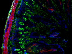 Invitrogen F(ab')2-Goat anti-Rabbit IgG (H+L) Cross-Adsorbed Secondary