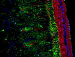 Invitrogen F(ab')2-Goat anti-Rabbit IgG (H+L) Cross-Adsorbed Secondary