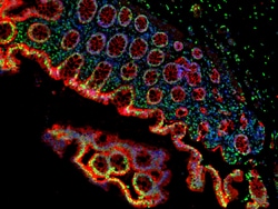 Invitrogen F(ab')2-Goat anti-Rabbit IgG (H+L) Cross-Adsorbed Secondary