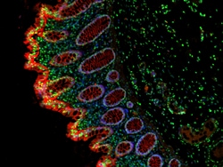 Invitrogen F(ab')2-Goat anti-Rabbit IgG (H+L) Cross-Adsorbed Secondary