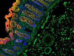 Invitrogen F(ab')2-Goat anti-Rabbit IgG (H+L) Cross-Adsorbed Secondary