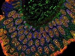 Invitrogen F(ab')2-Goat anti-Rabbit IgG (H+L) Cross-Adsorbed Secondary