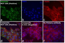 Invitrogen F(ab')2-Goat anti-Rabbit IgG (H+L) Cross-Adsorbed Secondary