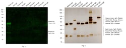 Invitrogen F(ab')2-Goat anti-Rabbit IgG (H+L) Cross-Adsorbed Secondary