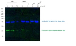 Invitrogen F(ab')2-Goat anti-Rabbit IgG (H+L) Cross-Adsorbed Secondary