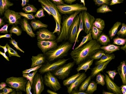 Invitrogen&trade;&nbsp;F(ab')2-Goat anti-Rabbit IgG (H+L) Cross-Adsorbed Secondary Antibody, Alexa Fluor&trade; Plus 555