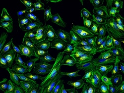 Invitrogen&trade;&nbsp;F(ab')2-Goat anti-Rabbit IgG (H+L) Cross-Adsorbed Secondary Antibody, Alexa Fluor&trade; Plus 555