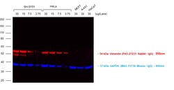 Invitrogen&trade;&nbsp;F(ab')2-Goat anti-Rabbit IgG (H+L) Cross-Adsorbed Secondary Antibody, Alexa Fluor&trade; Plus 555