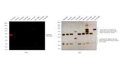Invitrogen&trade;&nbsp;F(ab')2-Goat anti-Rabbit IgG (H+L) Cross-Adsorbed Secondary Antibody, Alexa Fluor&trade; Plus 555