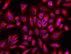 Invitrogen F(ab')2-Goat anti-Rabbit IgG (H+L) Cross-Adsorbed Secondary Antibody, Alexa Fluor Plus 594 500 &mu;g | Buy Online | Invitrogen&trade; | Fisher Scientific