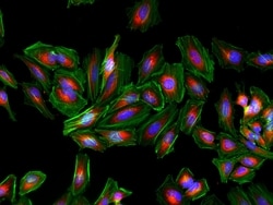 Invitrogen F(ab')2-Goat anti-Rabbit IgG (H+L) Cross-Adsorbed Secondary Antibody, Alexa Fluor Plus 594 500 &mu;g | Buy Online | Invitrogen&trade; | Fisher Scientific