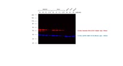 Invitrogen F(ab')2-Goat anti-Rabbit IgG (H+L) Cross-Adsorbed Secondary Antibody, Alexa Fluor Plus 594 500 &mu;g | Buy Online | Invitrogen&trade; | Fisher Scientific