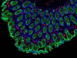 Invitrogen F(ab')2-Goat anti-Mouse IgG (H+L) Cross-Adsorbed Secondary Antibody,