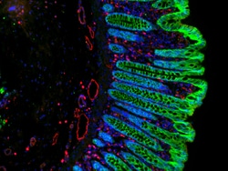 Invitrogen F(ab')2-Goat anti-Mouse IgG (H+L) Cross-Adsorbed Secondary Antibody,