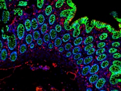 Invitrogen F(ab')2-Goat anti-Mouse IgG (H+L) Cross-Adsorbed Secondary Antibody,