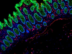Invitrogen F(ab')2-Goat anti-Mouse IgG (H+L) Cross-Adsorbed Secondary Antibody,