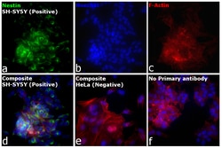 Invitrogen™ F(ab')2-Goat anti-Mouse IgG (H+L) Cross-Adsorbed Secondary Antibody, Alexa Fluor™ Plus 488