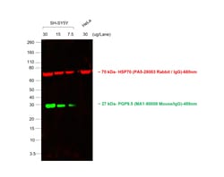 Invitrogen F(ab')2-Goat anti-Mouse IgG (H+L) Cross-Adsorbed Secondary Antibody,