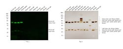 Invitrogen F(ab')2-Goat anti-Mouse IgG (H+L) Cross-Adsorbed Secondary Antibody,