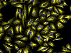 Invitrogen F(ab')2-Goat anti-Mouse IgG (H+L) Cross-Adsorbed Secondary Antibody,