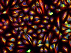 Invitrogen F(ab')2-Goat anti-Mouse IgG (H+L) Cross-Adsorbed Secondary Antibody,
