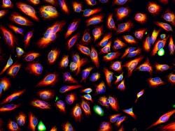 Invitrogen F(ab')2-Goat anti-Mouse IgG (H+L) Cross-Adsorbed Secondary Antibody,