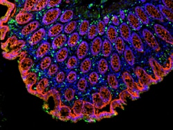 Invitrogen F(ab')2-Goat anti-Mouse IgG (H+L) Cross-Adsorbed Secondary Antibody,