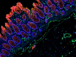 Invitrogen F(ab')2-Goat anti-Mouse IgG (H+L) Cross-Adsorbed Secondary Antibody,