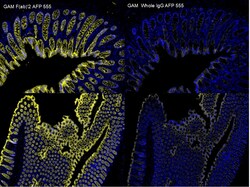 Invitrogen F(ab')2-Goat anti-Mouse IgG (H+L) Cross-Adsorbed Secondary Antibody,