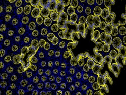 Invitrogen F(ab')2-Goat anti-Mouse IgG (H+L) Cross-Adsorbed Secondary Antibody,