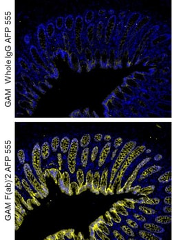 Invitrogen F(ab')2-Goat anti-Mouse IgG (H+L) Cross-Adsorbed Secondary Antibody,