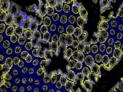 Invitrogen F(ab')2-Goat anti-Mouse IgG (H+L) Cross-Adsorbed Secondary Antibody,